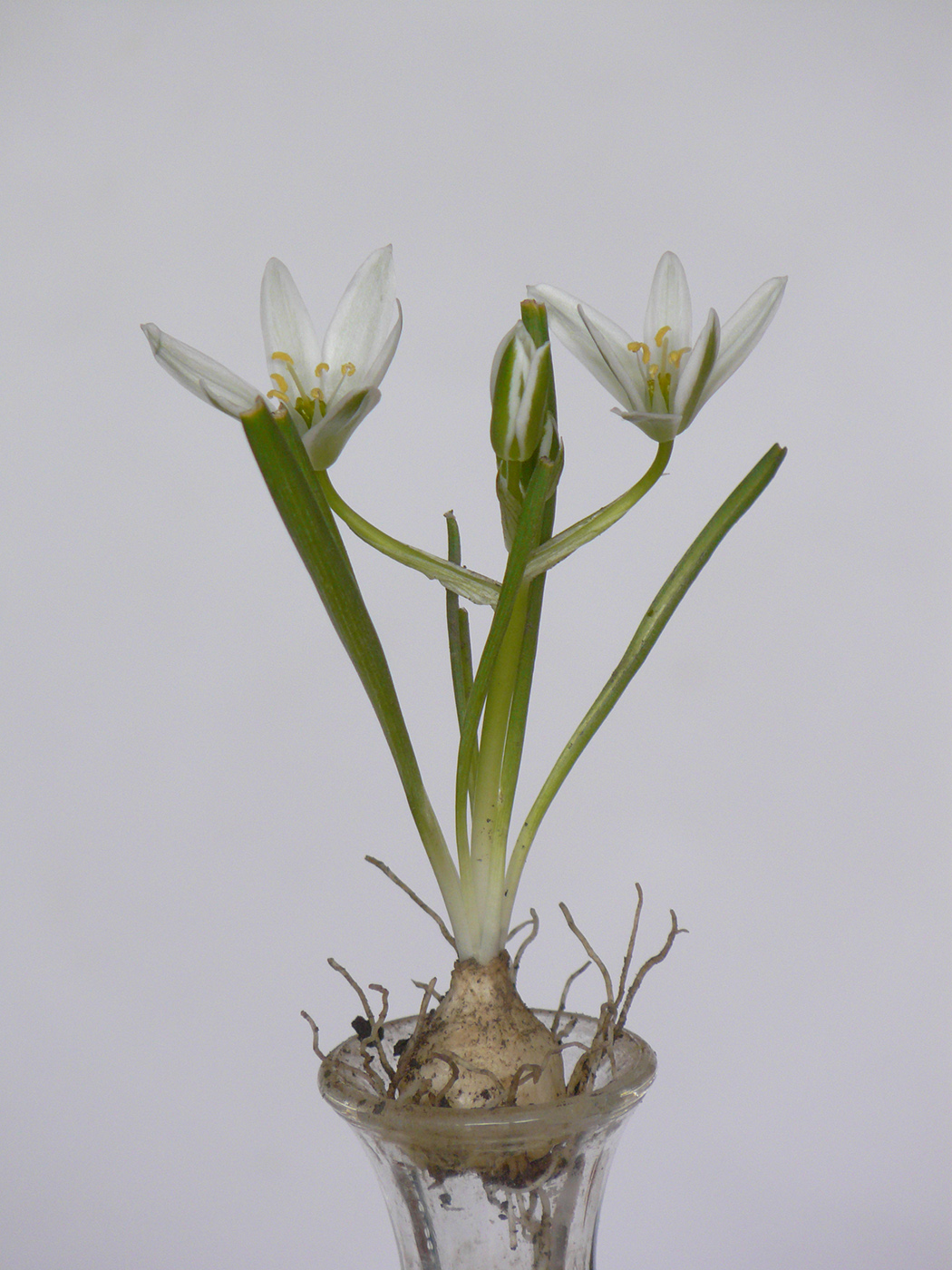 Image of Ornithogalum umbellatum specimen.