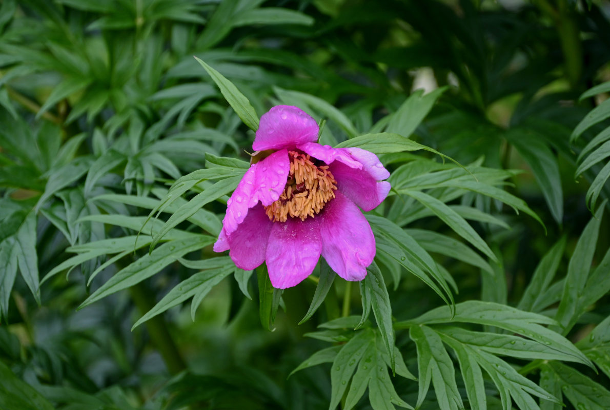 Изображение особи Paeonia anomala.