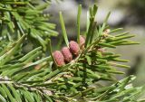 Abies alba