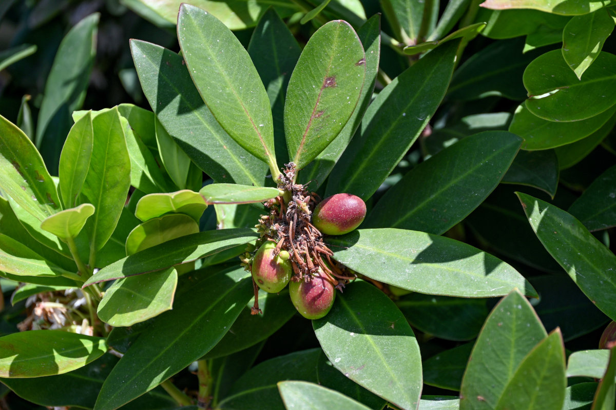 Изображение особи Acokanthera oblongifolia.