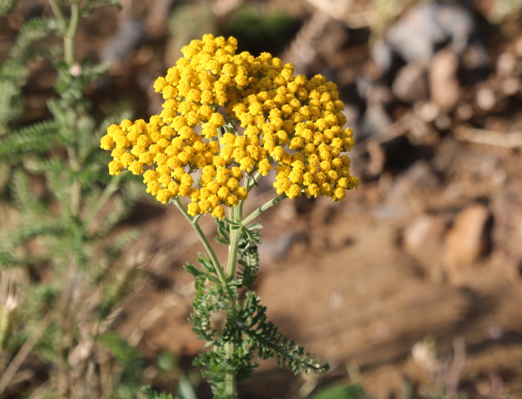 Image of Achillea arabica specimen.