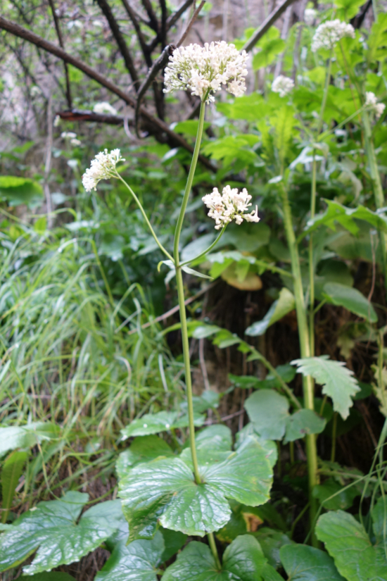 Image of Valeriana tiliifolia specimen.