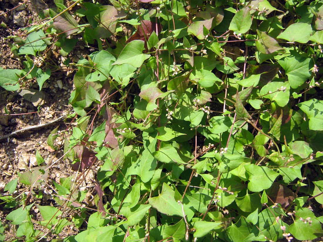 Image of Fallopia convolvulus specimen.