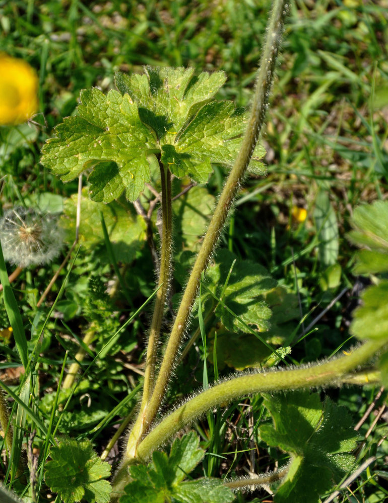 Image of Ranunculus grandiflorus specimen.