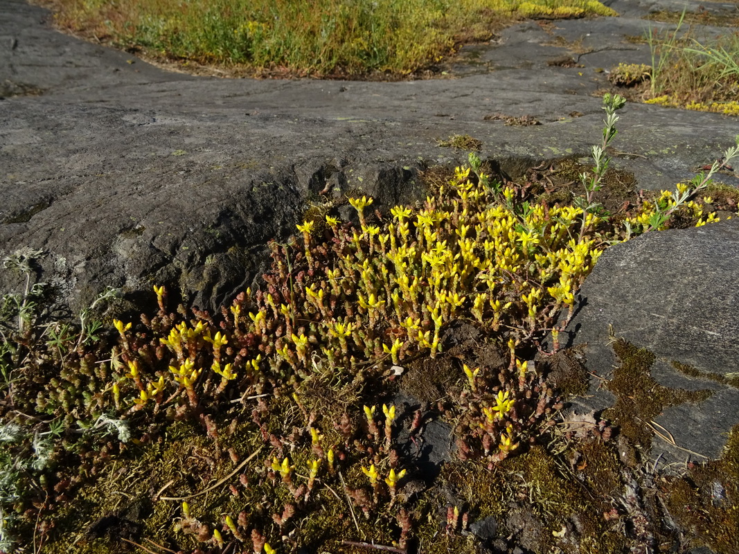 Image of Sedum acre specimen.