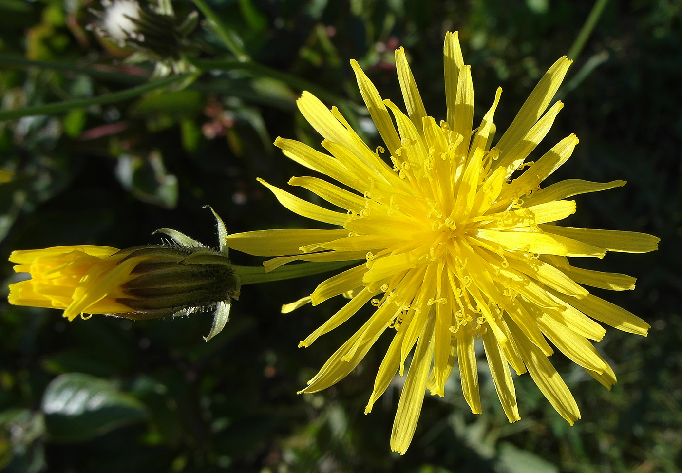 Изображение особи Crepis biennis.