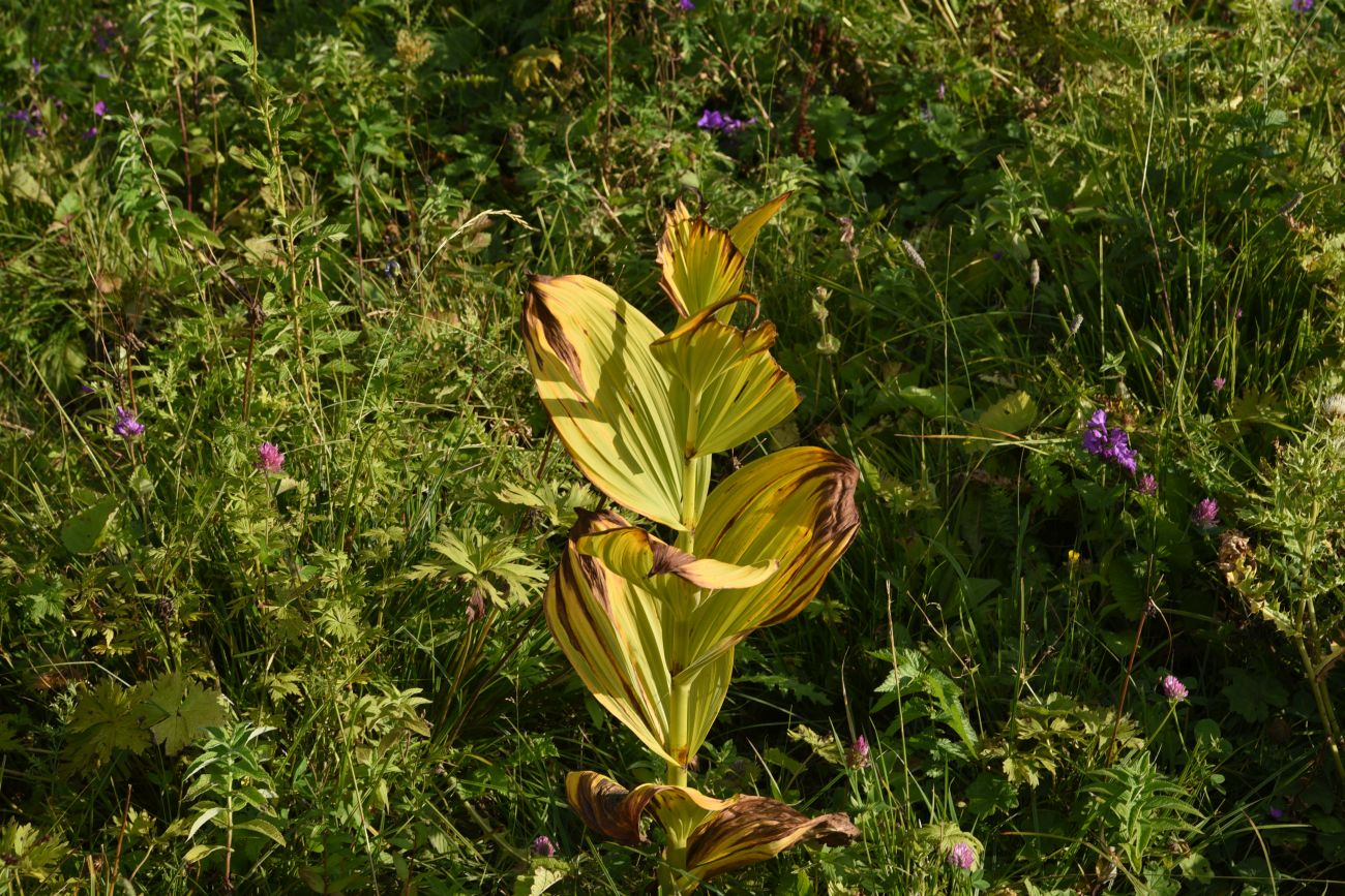 Image of Veratrum lobelianum specimen.