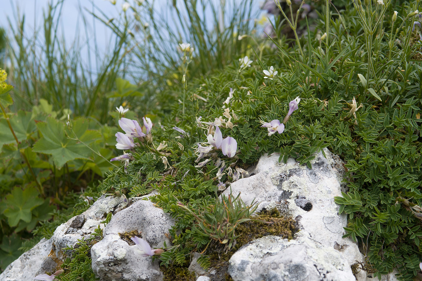 Изображение особи Astragalus levieri.