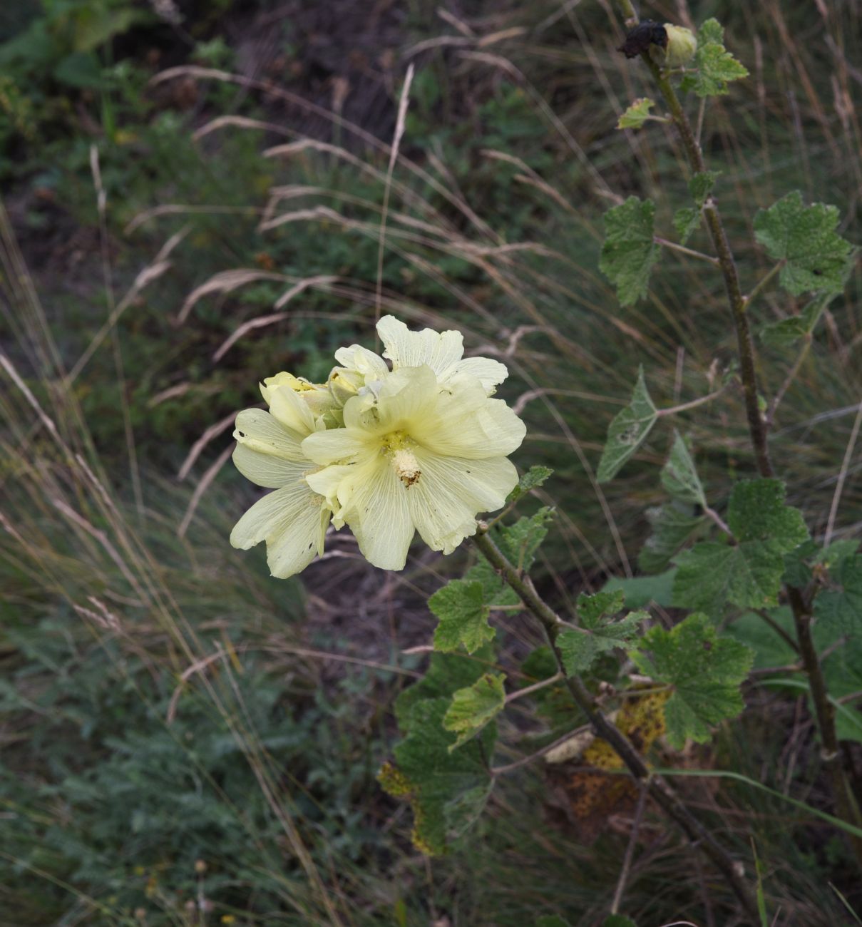 Изображение особи Alcea rugosa.