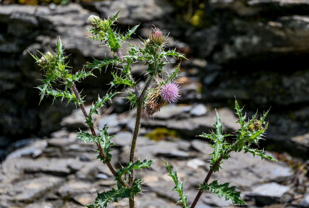 Изображение особи Cirsium polyacanthum.