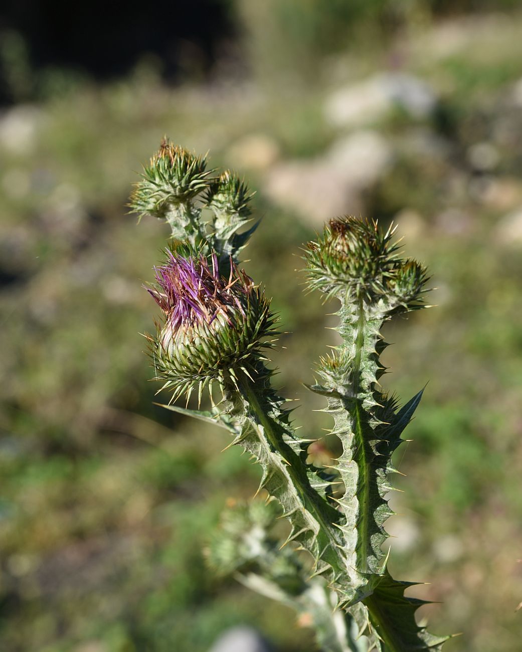 Image of Onopordum acanthium specimen.