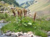 Rumex alpinus