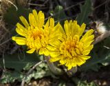 Taraxacum serotinum. Соцветия. Оренбургская обл., Беляевский р-н, Донской сельсовет, Долгие Горы, степной склон. 5 сентября 2023 г.