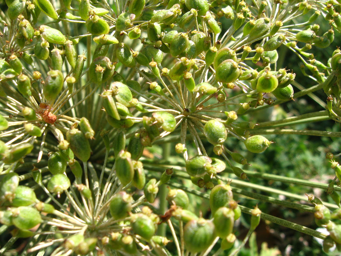 Image of Heracleum asperum specimen.