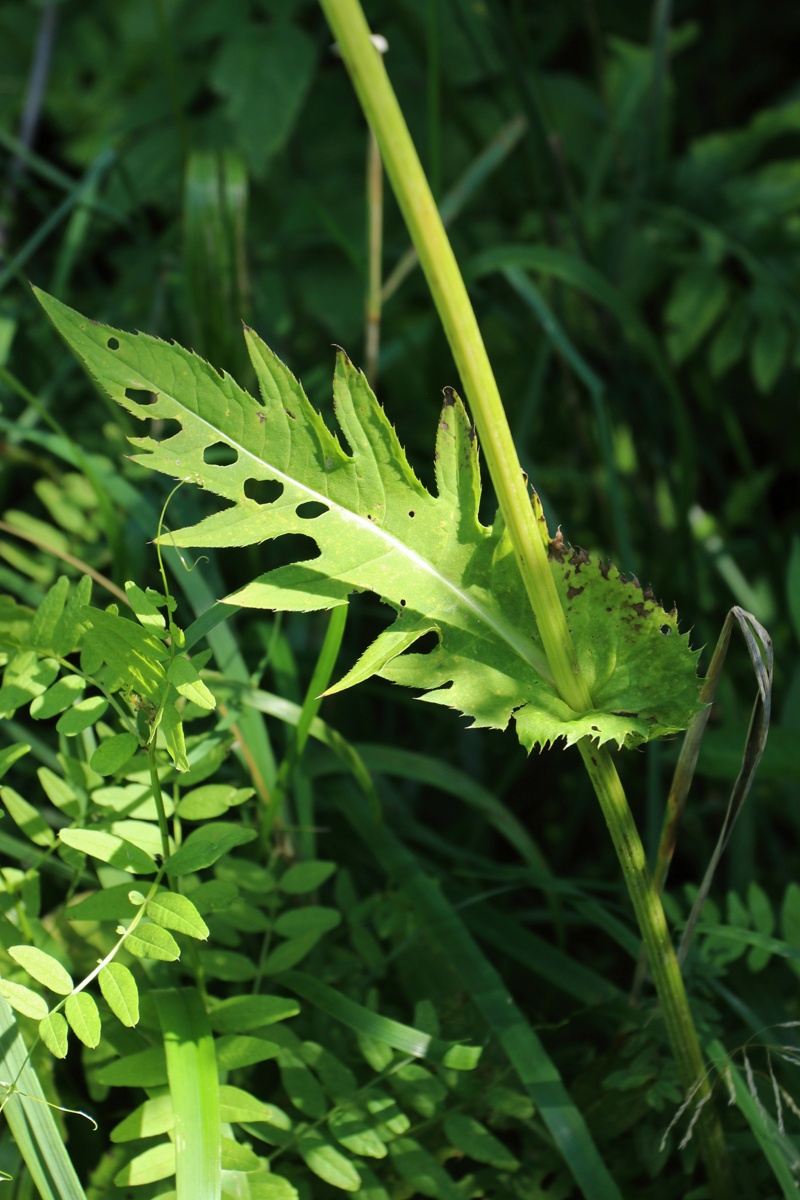 Изображение особи Cirsium oleraceum.