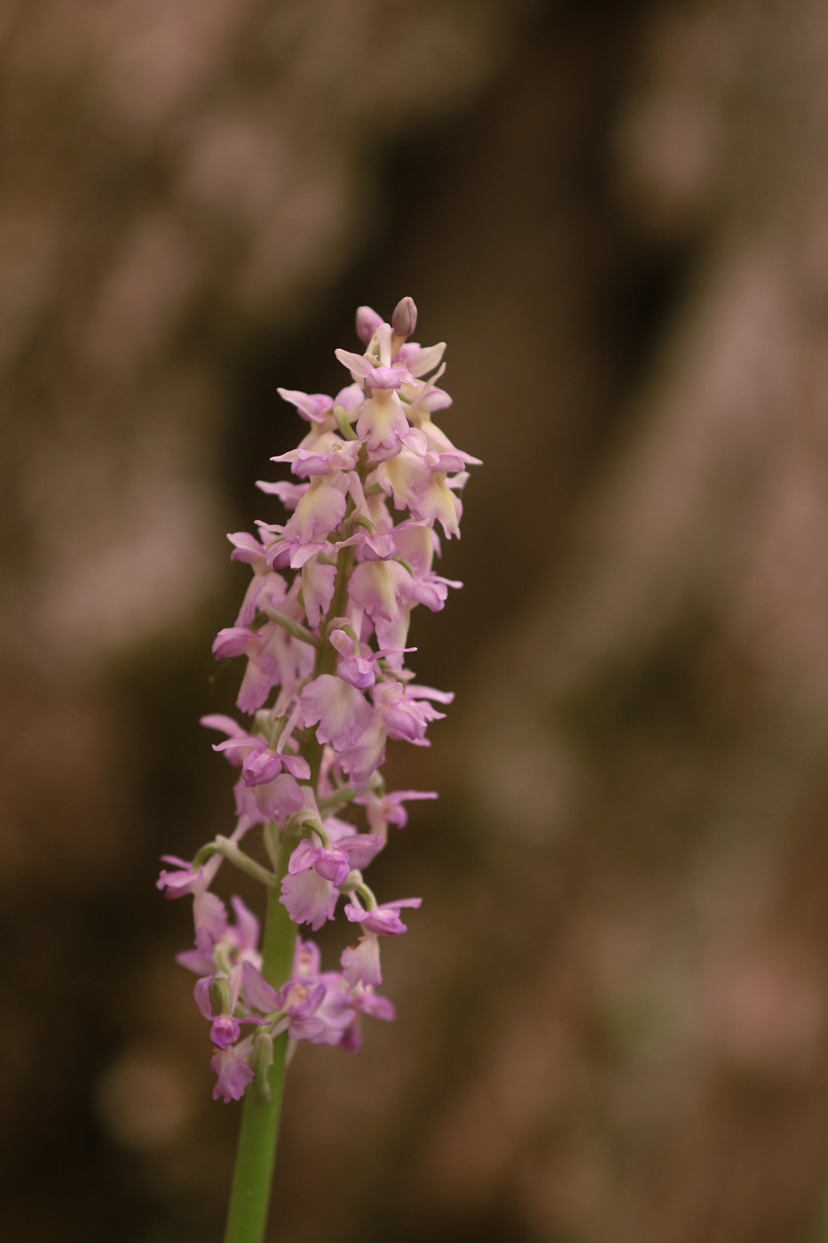 Image of Orchis &times; loreziana specimen.