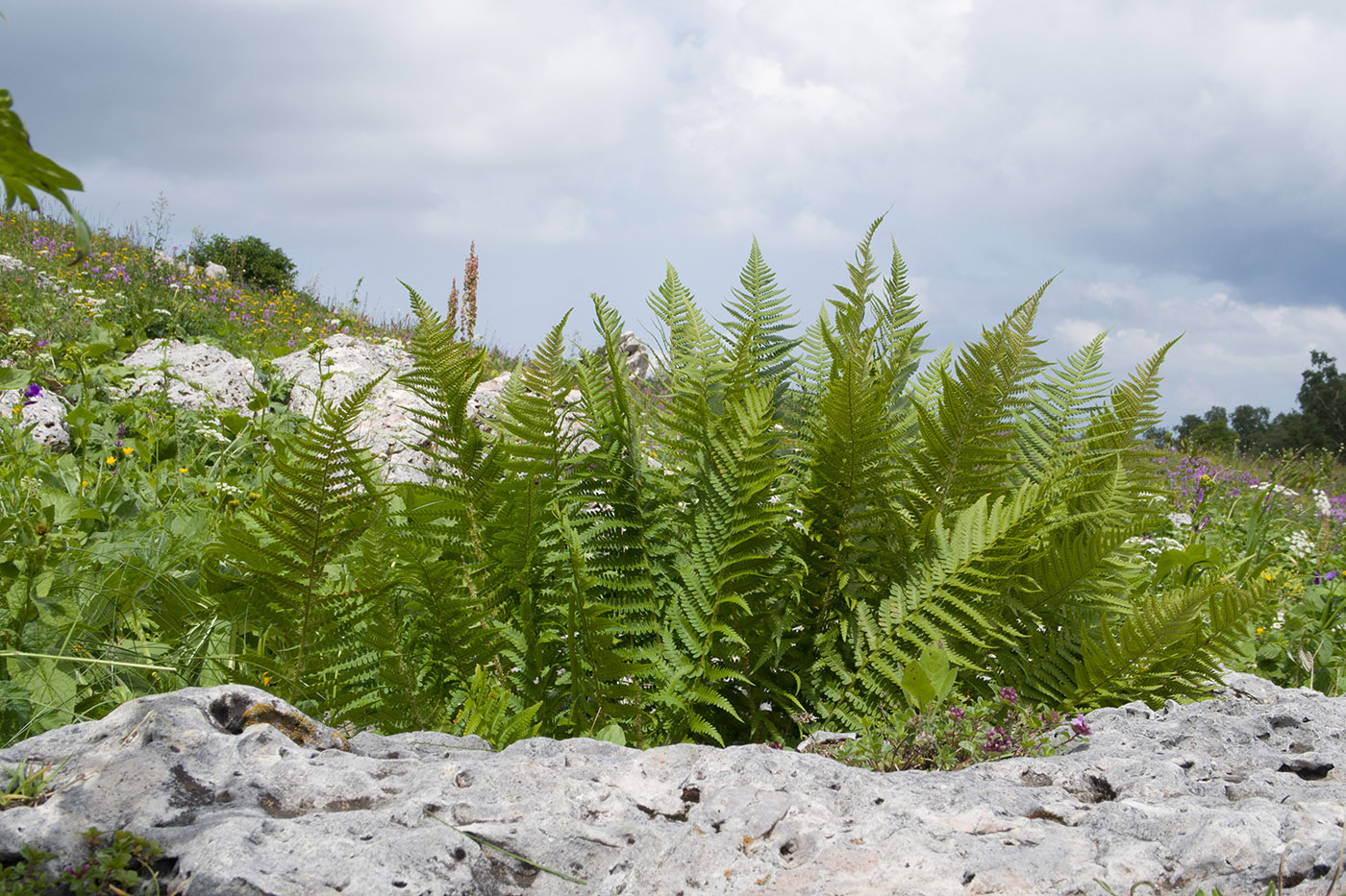 Image of Dryopteris oreades specimen.