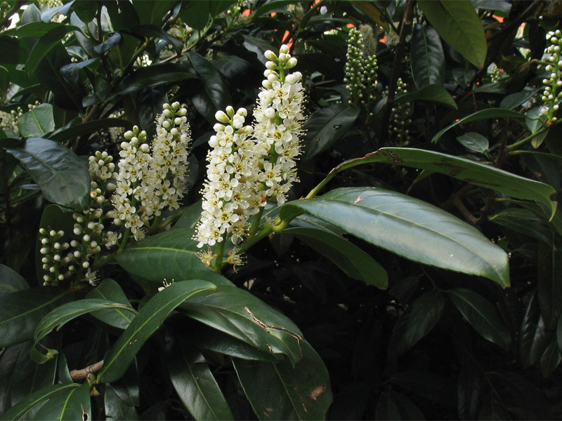 Image of Lauro-cerasus officinalis specimen.