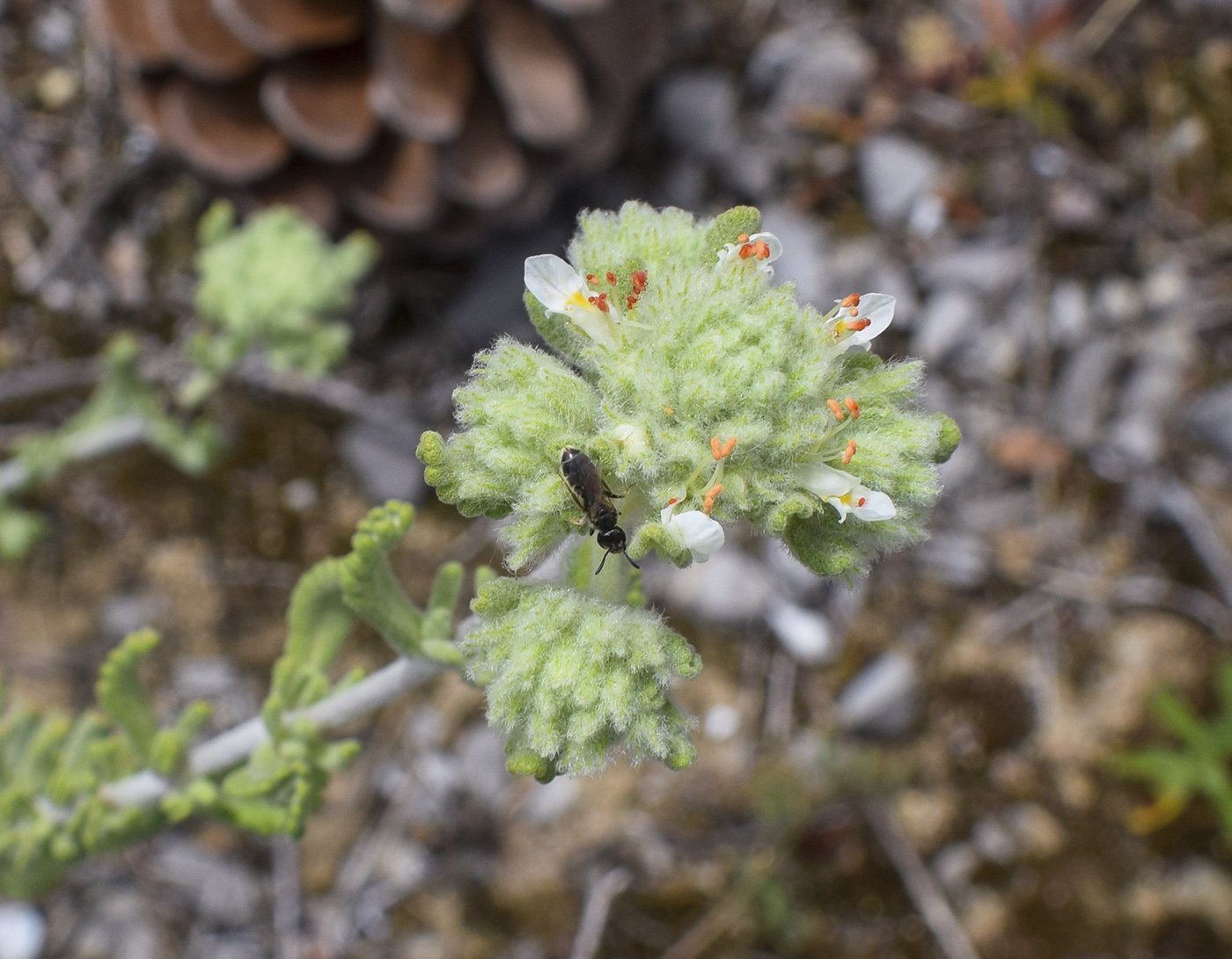 Изображение особи род Teucrium.