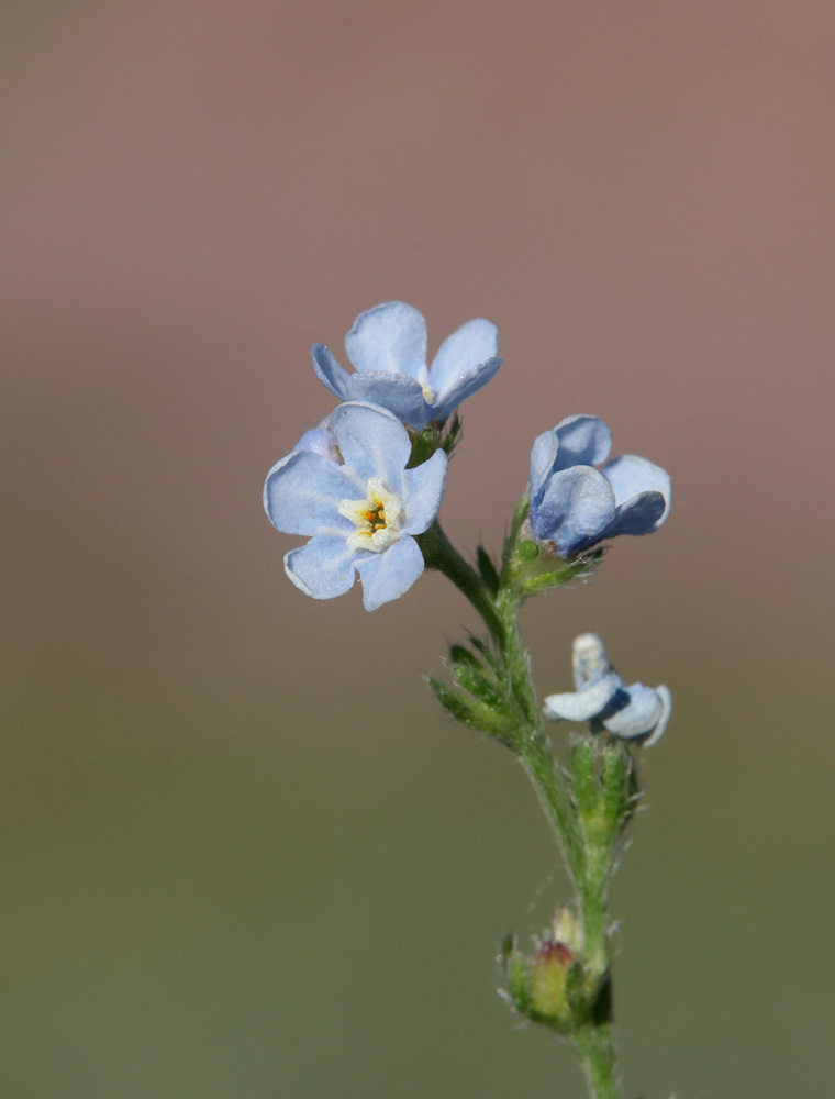 Image of Lappula microcarpa specimen.