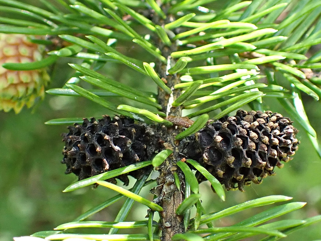 Изображение особи Picea ajanensis.