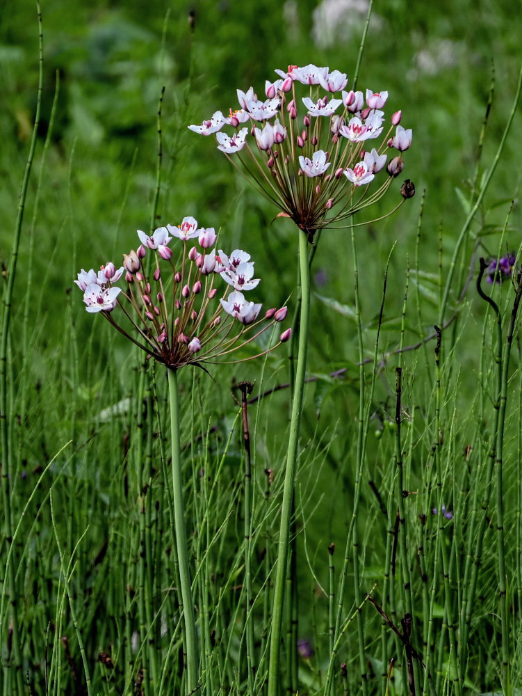 Изображение особи Butomus umbellatus.