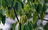 Staphylea bumalda. Плоды и листья. Китай, провинция Хунань, гора Тяньмэнь, опушка смешанного леса. 09.06.2024.