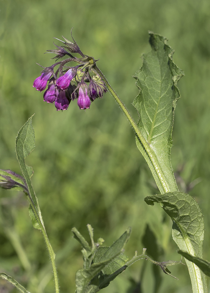 Изображение особи Symphytum officinale.