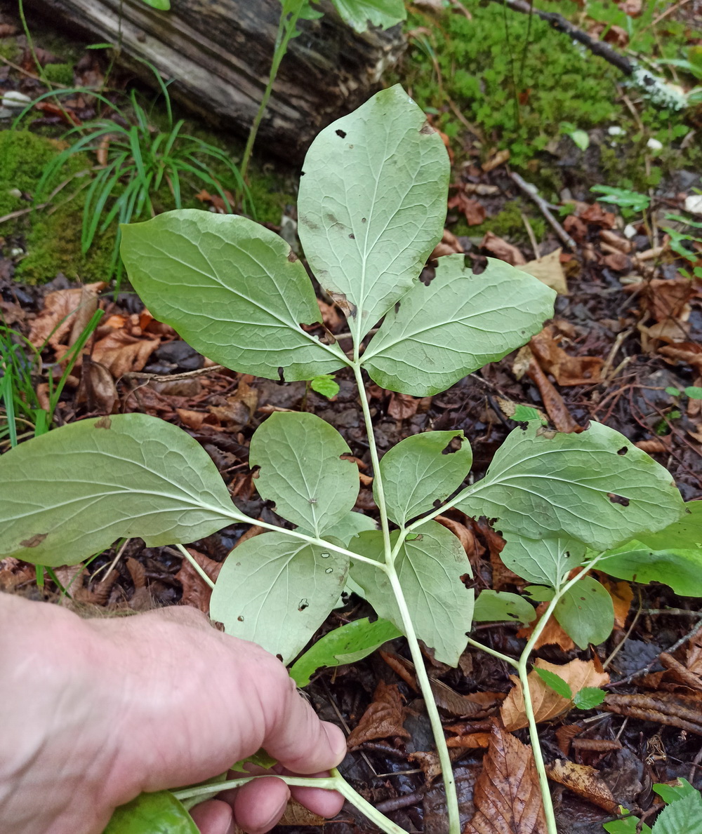 Изображение особи Paeonia caucasica.