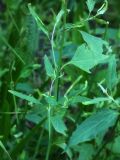 Chenopodium album