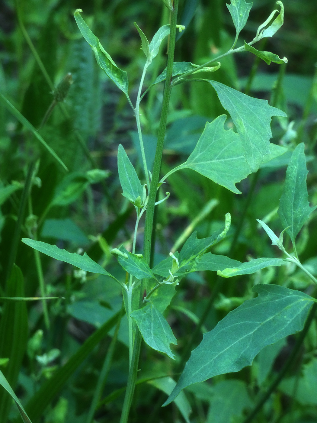 Изображение особи Chenopodium album.