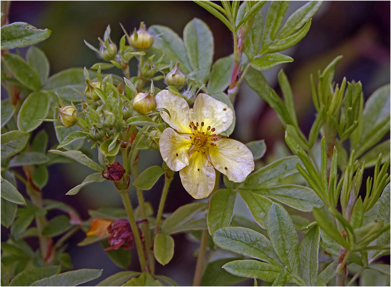 Image of Dasiphora fruticosa specimen.