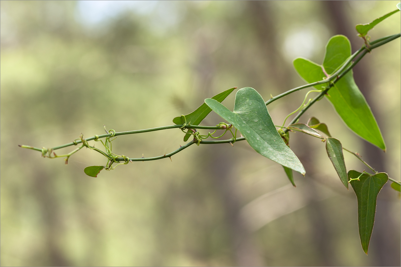 Изображение особи Smilax aspera.