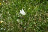 Campanula biebersteiniana. Цветок (белая форма). Чечня, Шаройский р-н, Снеговой хр., 4,8 км от пер. Цумандинский в сторону горы Заинкорт, выс. ок. 2850 м н.у.м., луг около снежника. 25 июня 2024 г.