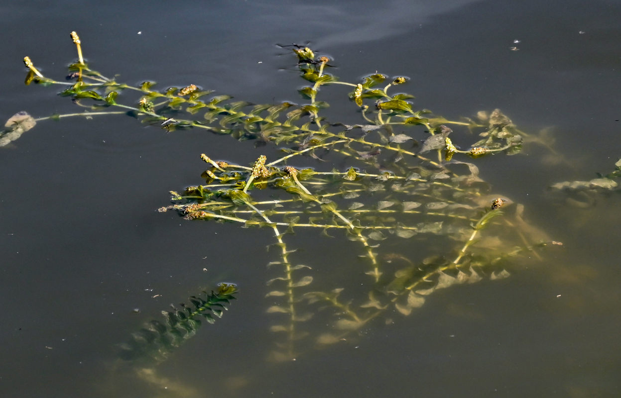 Изображение особи Potamogeton perfoliatus.