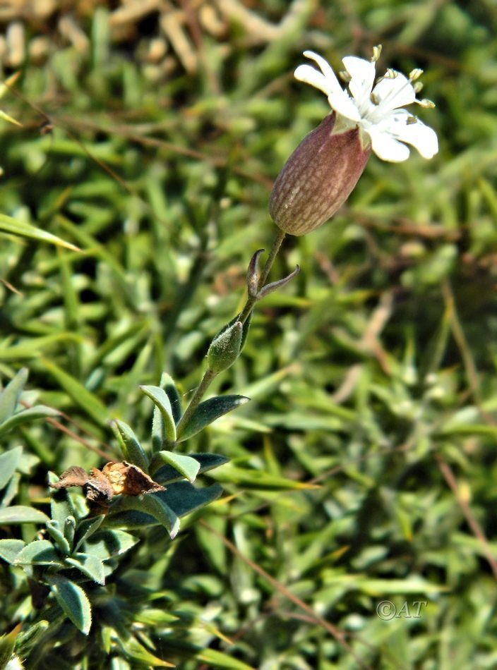 Image of Oberna thorei specimen.