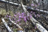 Rhododendron dauricum