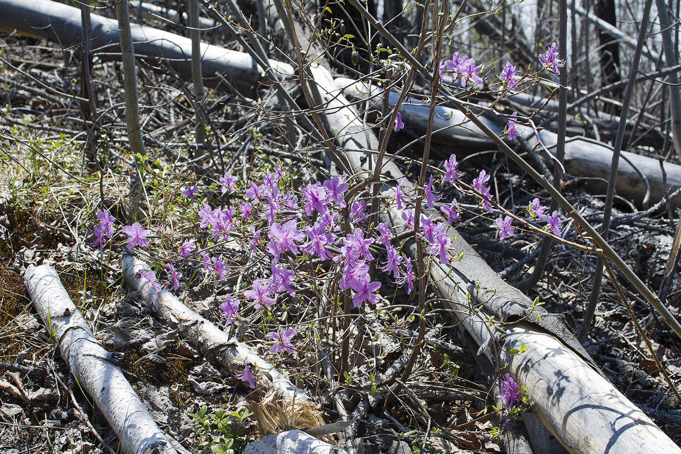 Изображение особи Rhododendron dauricum.