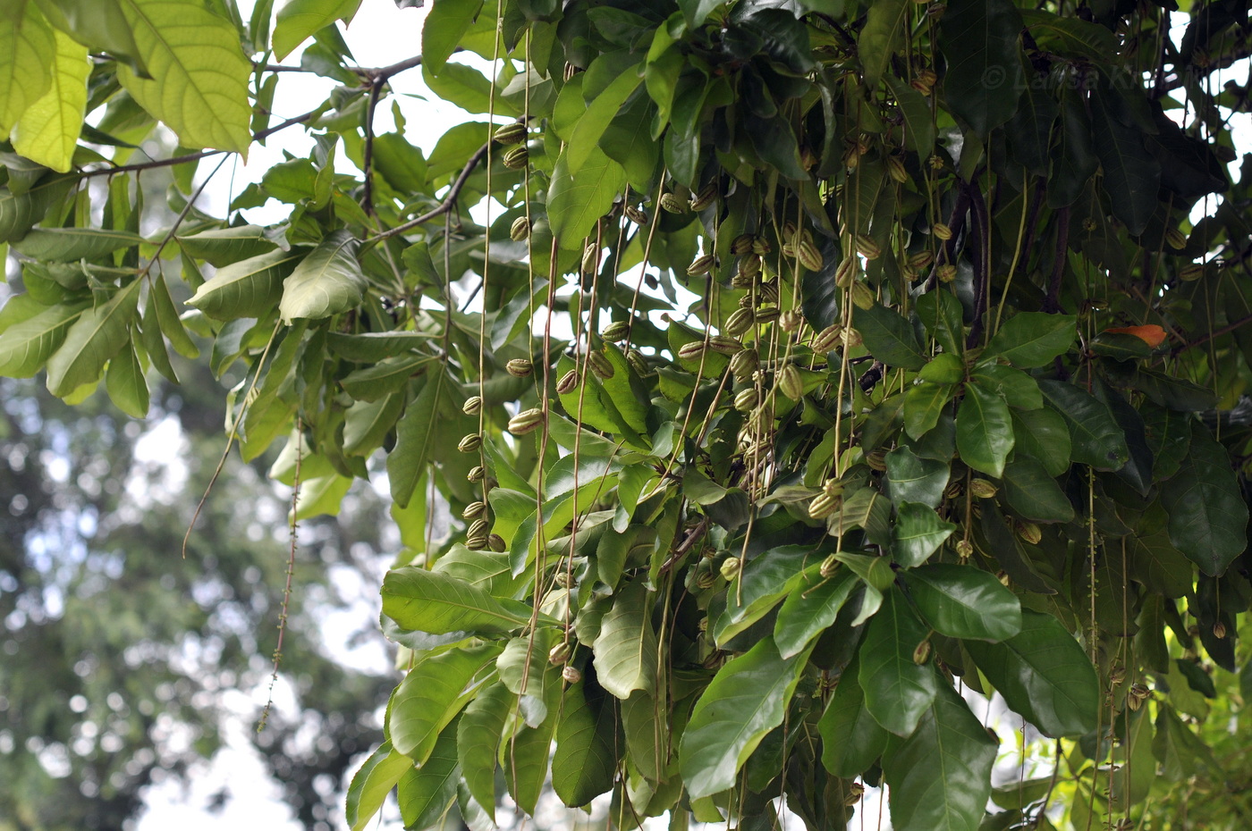 Изображение особи Barringtonia acutangula.