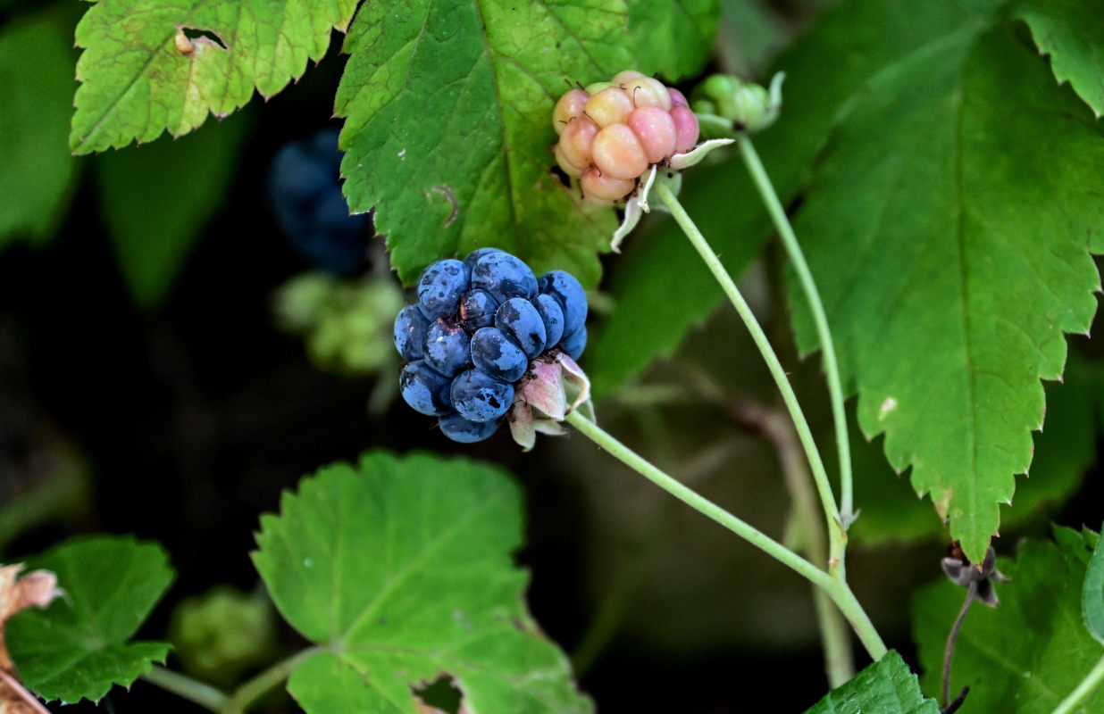 Image of Rubus caesius specimen.