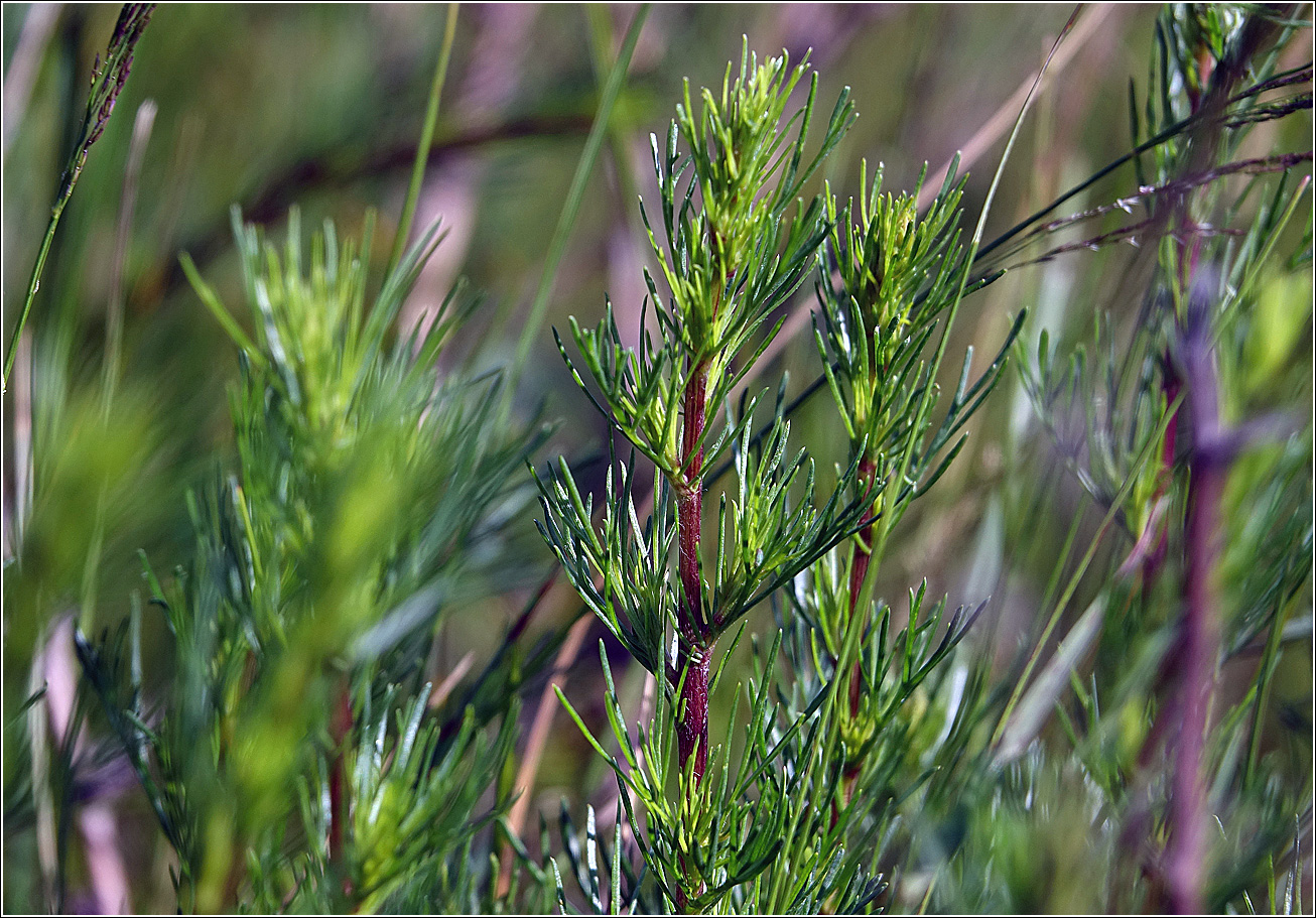 Изображение особи Artemisia campestris.