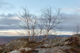 Betula czerepanovii. Взрослое дерево, сбросившее листву. Мурманск, Горелая сопка, берёзовая лесотундра близ вершины, на частично задернованном уступе скалы. 25.10.2024.