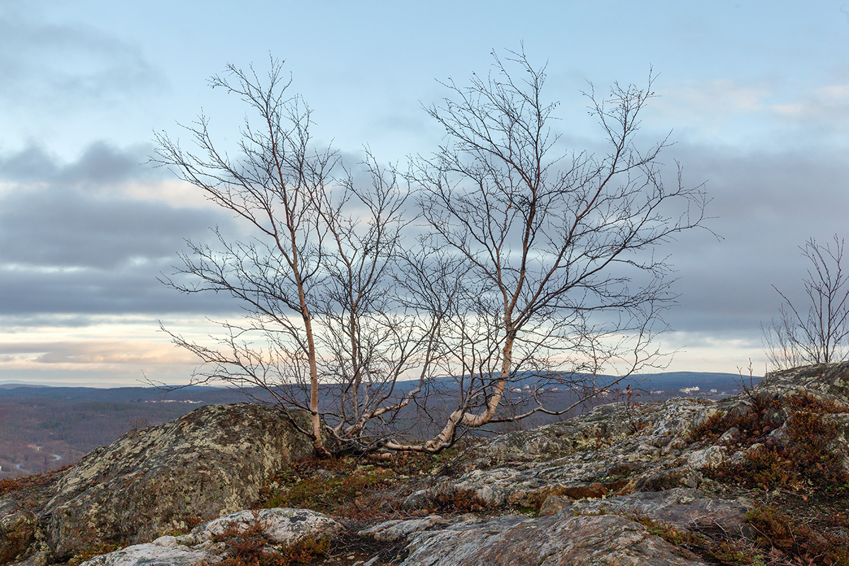 Image of Betula czerepanovii specimen.