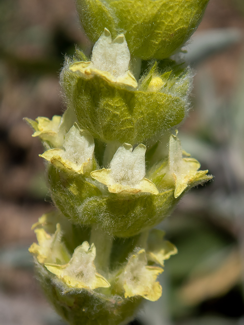 Изображение особи Sideritis catillaris.