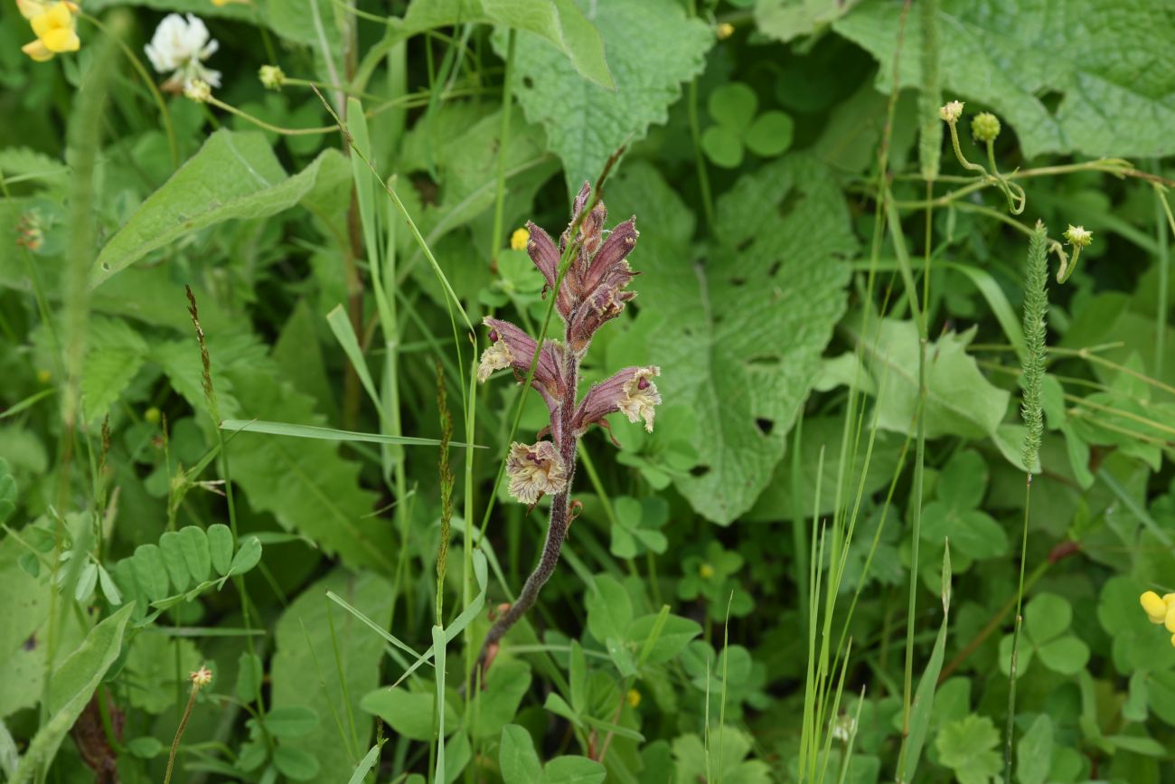 Image of Orobanche owerinii specimen.