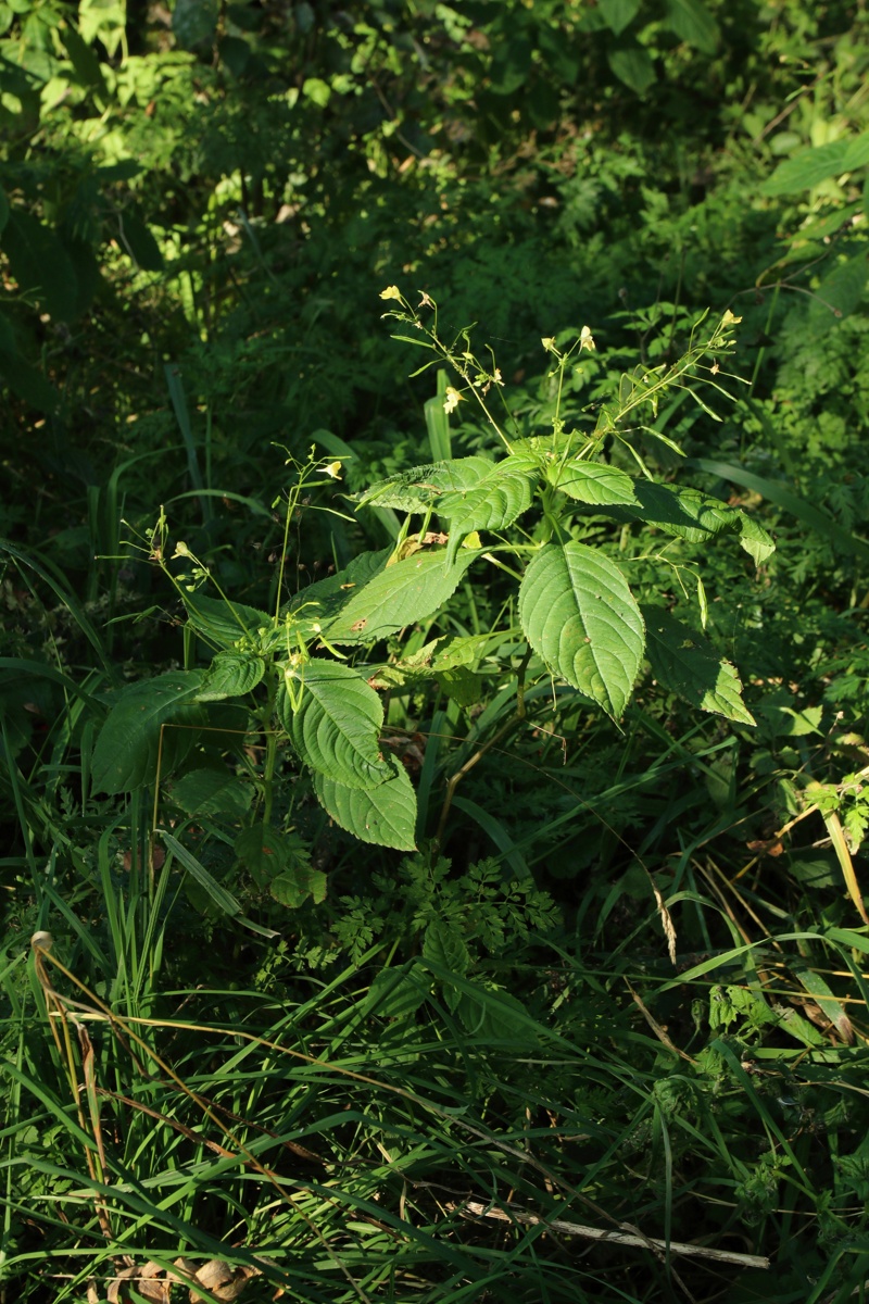 Изображение особи Impatiens parviflora.