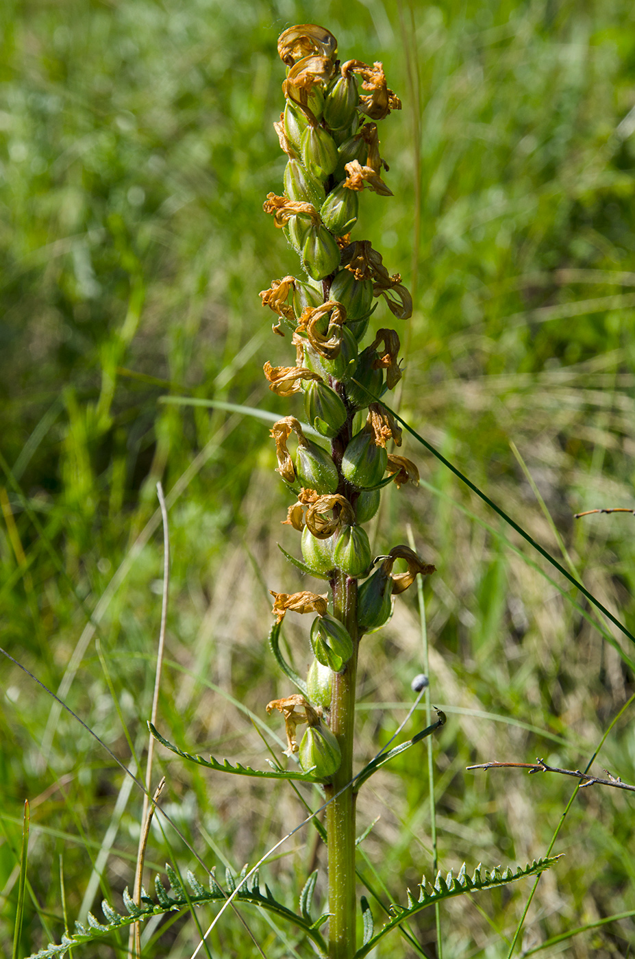 Image of genus Pedicularis specimen.