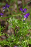Смотреть изображение Viola tricolor