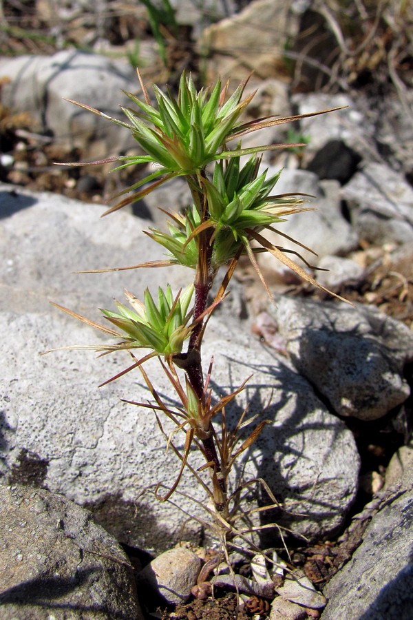 Image of Minuartia wiesneri specimen.