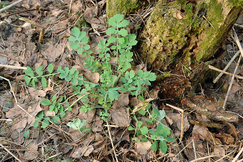 Image of Chelidonium majus specimen.